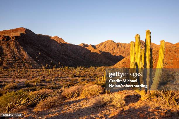 mexican giant cardon cactus (pachycereus pringlei), at sunrise on isla san esteban, baja california, mexico, north america - sonora mexico photos et images de collection