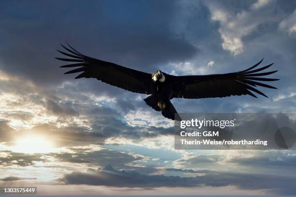 Andean Condor Flying Photos and Premium High Res Pictures - Getty Images
