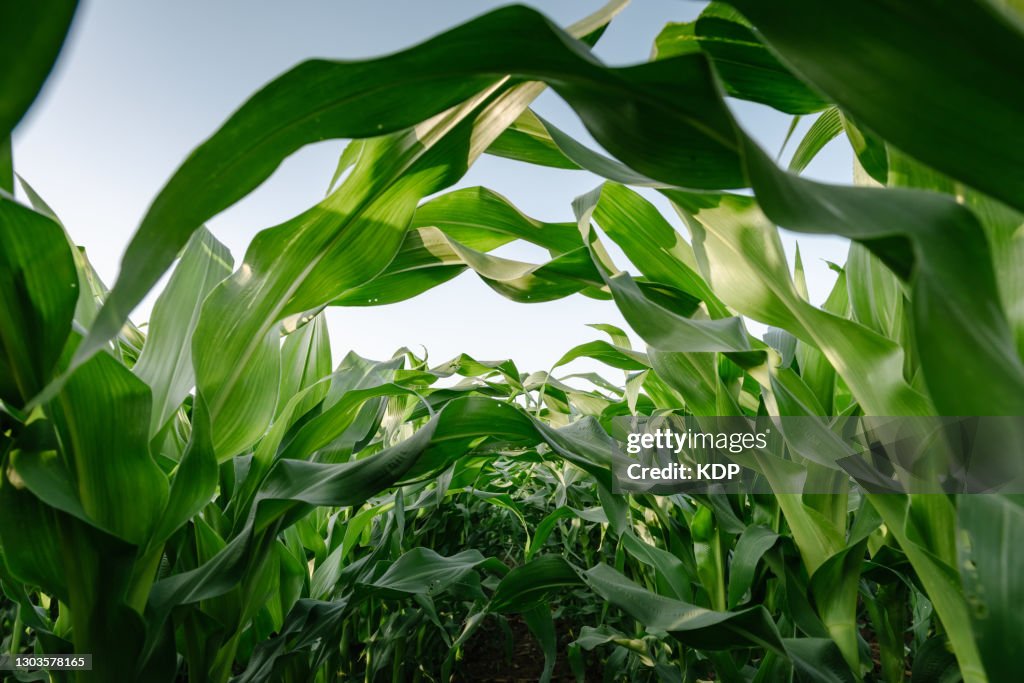 Landscape Agriculture Fields of Corn Field at Countryside During Sunset.