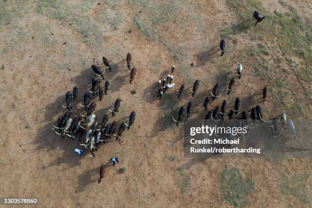 aerial of cattle moving to a waterhole, gerewol festival, courtship ritual competition among the wodaabe fula people, niger, west africa, africa - michael futa stock pictures, royalty-free photos & images