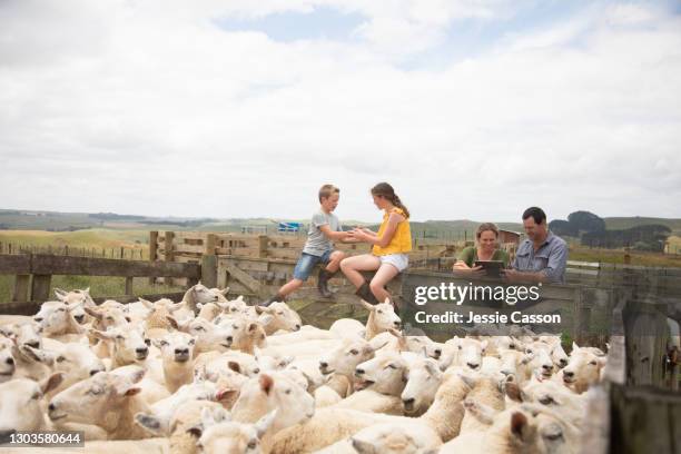 family tending sheep on a farm - new zealand farmer stock pictures, royalty-free photos & images
