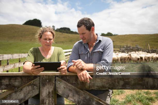 couple tending sheep on a farm - new zealand farmer stock pictures, royalty-free photos & images