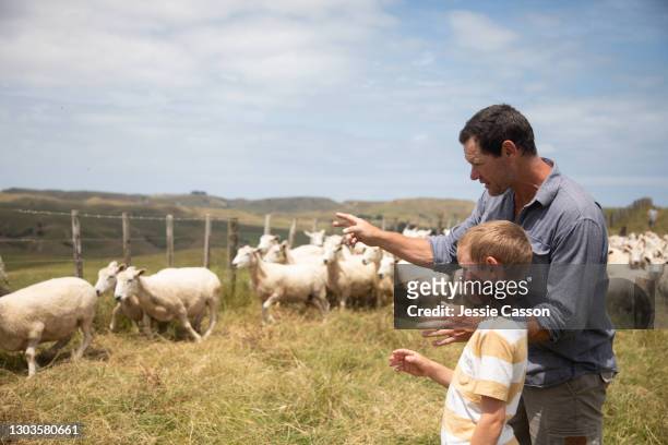 father and son tending sheep on a farm - new zealand farmers stock pictures, royalty-free photos & images