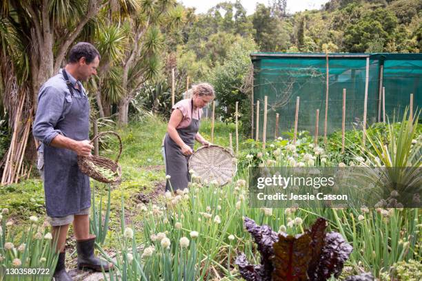 a couple work together in a vegetable garden - new zealand farmer stock pictures, royalty-free photos & images