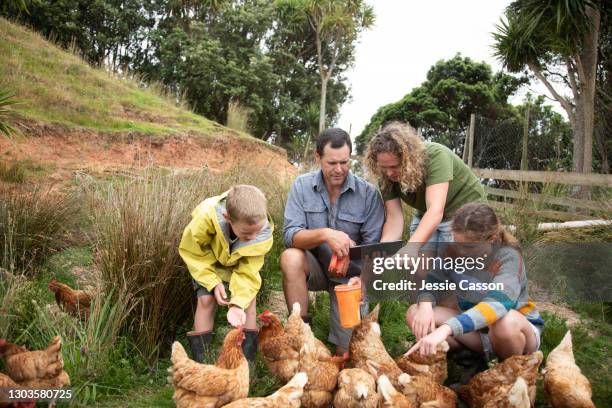 family feeding chickens on farm - new zealand yellow stock pictures, royalty-free photos & images