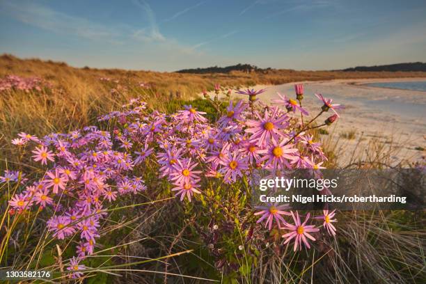 sea asters (tripolium pannonicum) in flower in spring in dunes in pentle bay, on the island of tresco, in the isles of scilly, england, united kingdom, europe - isles of scilly stock pictures, royalty-free photos & images