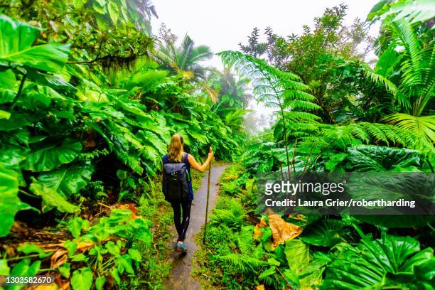 woman hiking through the giant elephant ear plants, saba island, netherlands antilles, west indies, caribbean, central america - saba stock pictures, royalty-free photos & images