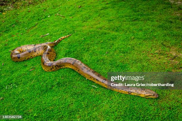 giant anaconda found at a local village, peru, south america - オオヘビ ストックフォトと画像