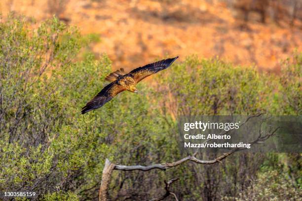wedge-tailed eagle (aquila audax), australia's largest bird of prey, flies at a low altitude near the ground, desert park at alice springs in the northern territory, central australia, pacific - alice springs desert park - fotografias e filmes do acervo