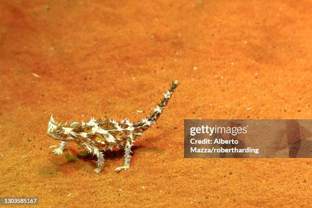 thorny devil (moloch horridus) walks on red sand in desert park at alice springs, northern territory, central australia, pacific - diabo espinhoso imagens e fotografias de stock