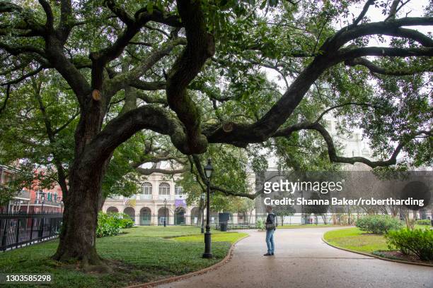 strolling under the branches of a dramatic old oak tree in jackson square, new orleans, louisiana, united states of america, north america - jackson square new orleans stock pictures, royalty-free photos & images