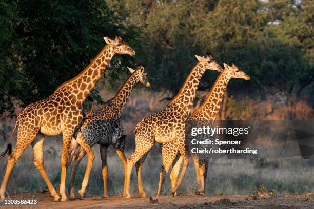 herd of giraffe walk through open pasture, south luangwa national park, zambia, africa - south luangwa national park stockfoto's en -beelden