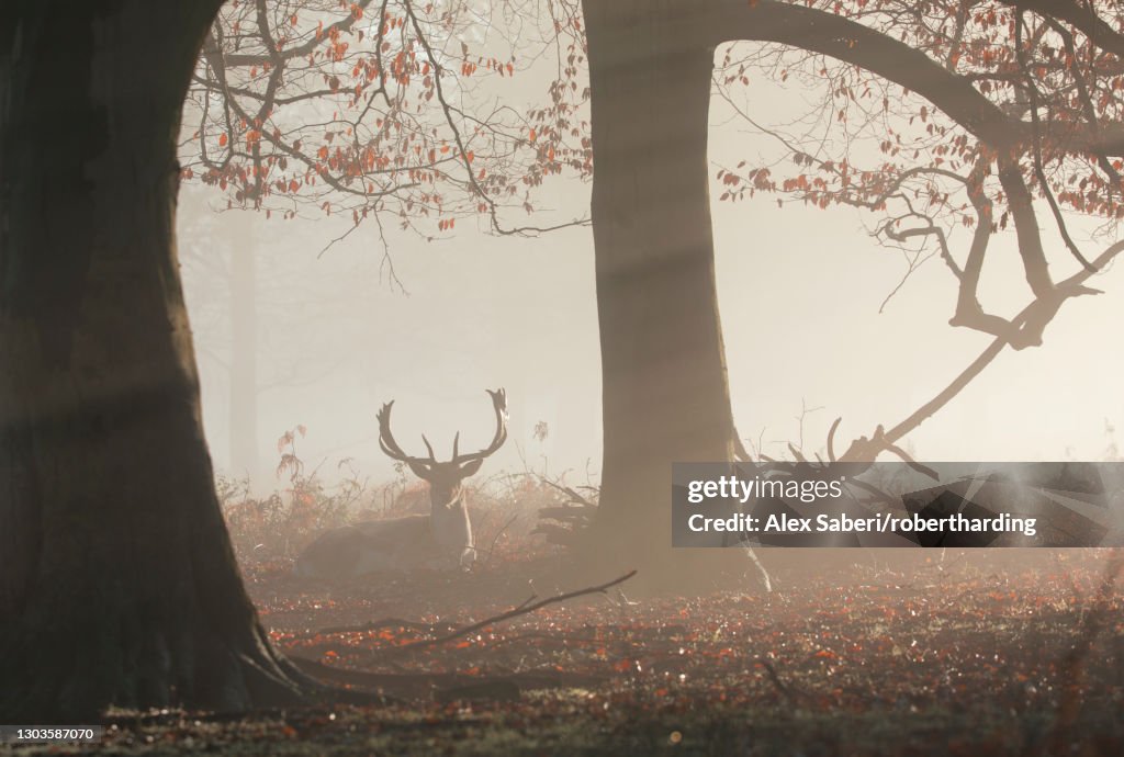 A fallow deer stag (Dama dama) rests in a misty and foggy Richmond Park one winter sunrise, Richmond, Greater London, England, United Kingdom, Europe