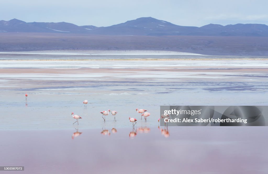 Laguna Colorada with flamingoes and mountain backdrop, Potosi, Bolivia, South America