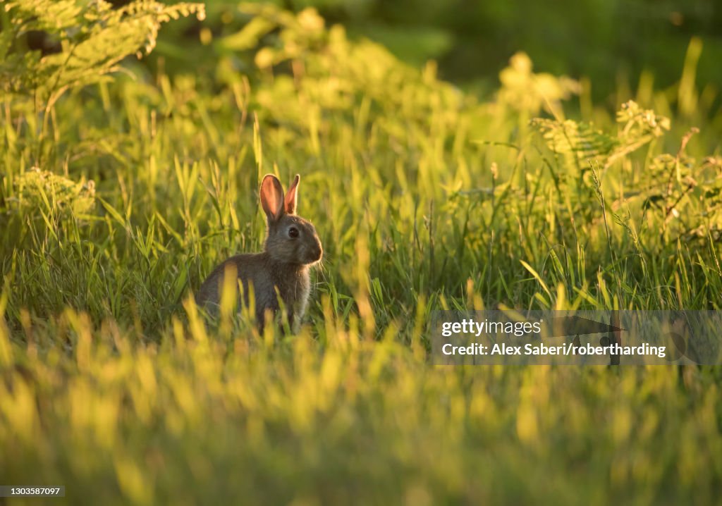 A European rabbit (Oryctolagus cuniculus) comes out of his burrow at sunset in Richmond Park, Richmond, Greater London, England, United Kingdom, Europe