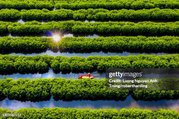 in the middle of mangroves forest, quang ngai, vietnam, indochina, southeast asia, asia - quảng ngãi stockfoto's en -beelden
