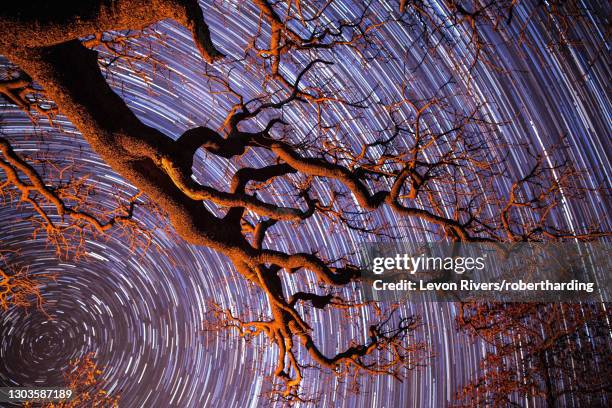 startrail with tree in silhouette in foreground, khama rhino sanctuary, botswana, africa - khama rhino sanctuary stock pictures, royalty-free photos & images