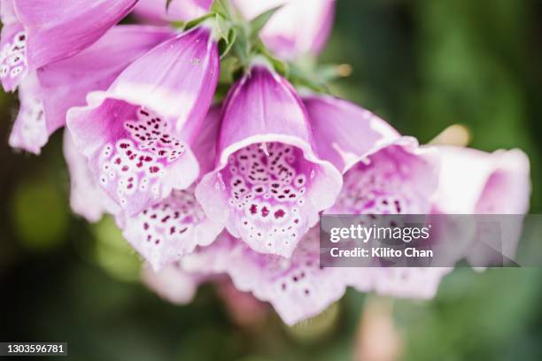 purple foxglove flower field - foxglove stock pictures, royalty-free photos & images