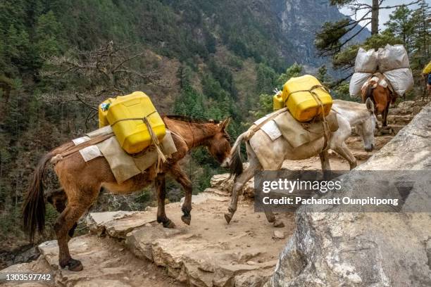 117 Horse Carrying Load Photos and Premium High Res Pictures - Getty Images 117 Horse Carrying Load Photos and Premium High Res Pictures - Getty Images