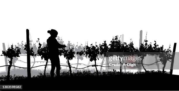 grape picking - vineyard stock illustrations