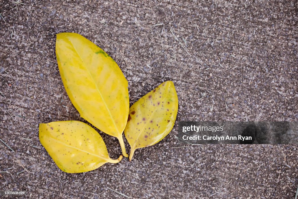Yellow Crisp Autumn Leaves on Ground