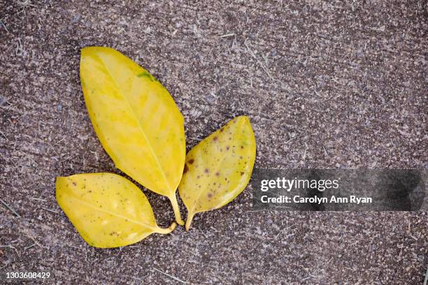 yellow crisp autumn leaves on ground - barnard vermont stock pictures, royalty-free photos & images