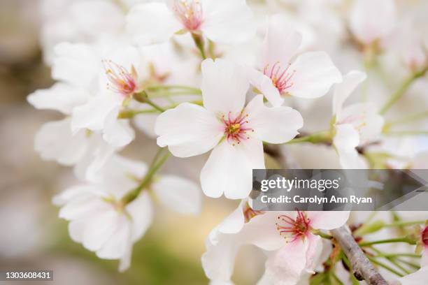 cherry blossoms in bloom - funeral background stock pictures, royalty-free photos & images