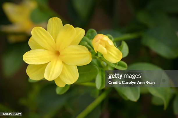 yellow flower in garden - funeral background stock pictures, royalty-free photos & images