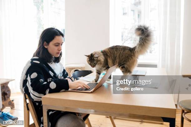 teenage girl doing homeschooling at laptop in living room at table with cat - cat sitting stock pictures, royalty-free photos & images