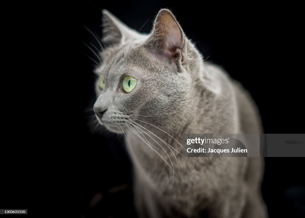 Grey korat cat portrait on black background