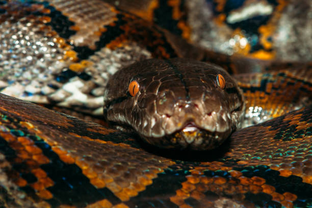 Sheild Headed Python's 1,397 Python Head Stock Photos, High-Res Pictures, and Images - Getty ...