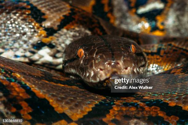 reticulated python (malayopython reticulatus) head close up - morelia stock pictures, royalty-free photos & images