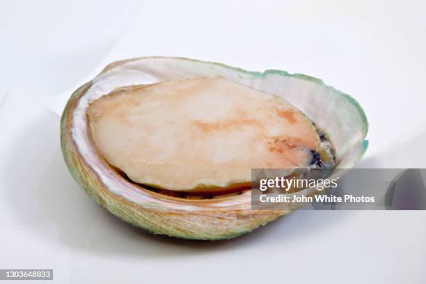 green lip abalone. south australia. - abalone stock pictures, royalty-free photos & images
