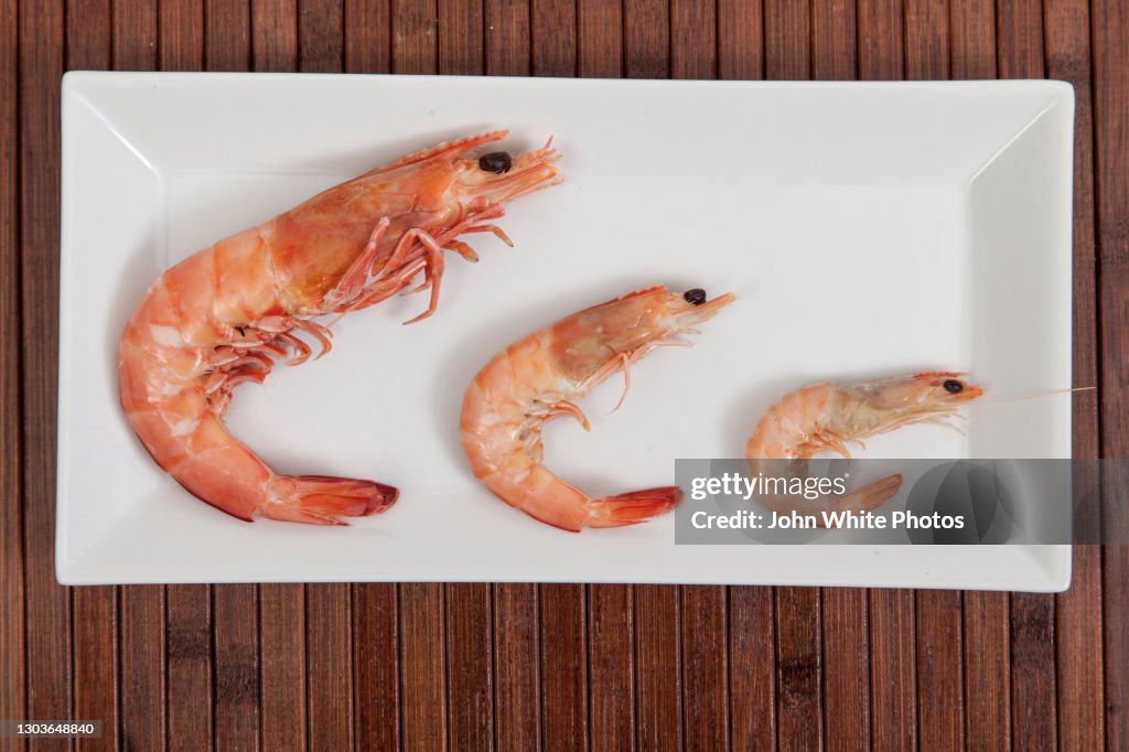 Three cooked prawns on a plate. Spencer Gulf prawns. South Australia.
