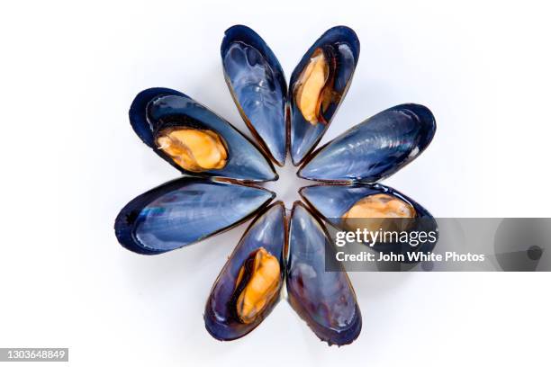 four mussels on a white background. south australia. - mussel - fotografias e filmes do acervo