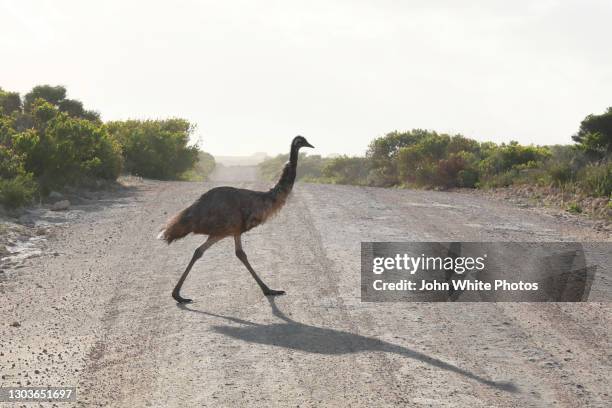 an emu crossing an outback dirt road. eyre peninsula. south australia. australia. - emú fotografías e imágenes de stock