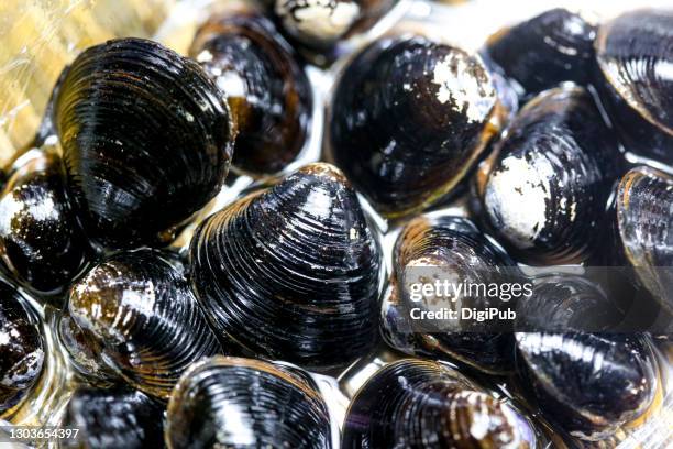 freshwater clams - corbiculidae fotografías e imágenes de stock