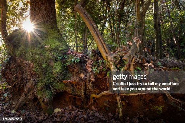 bibbona, macchia della magona - leghorn, tuscany, italy - bibbona stock-fotos und bilder