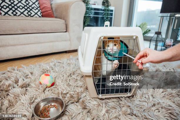 cat being given medicine - elizabethan collar stock pictures, royalty-free photos & images