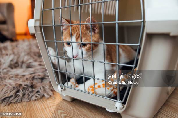 staying safe in a cat carrier - pet carrier stock pictures, royalty-free photos & images