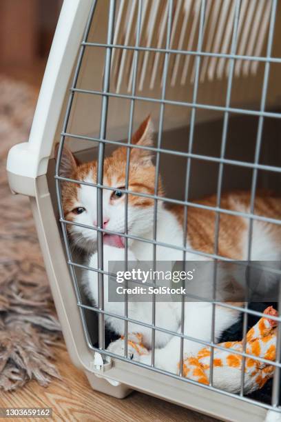 kitten washing himself - pet carrier stock pictures, royalty-free photos & images