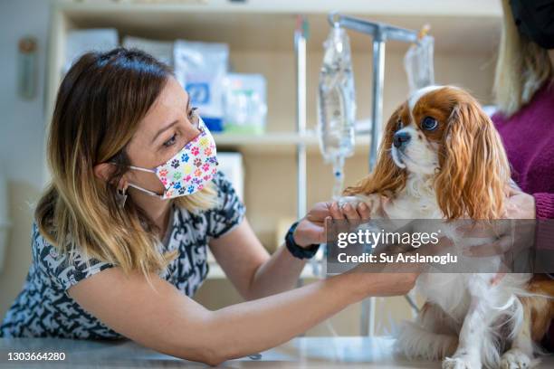 die tierärztin untersucht den hund im schoß seines besitzers. - cavalier king charles spaniel stock-fotos und bilder