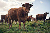 We 'herd' you were looking for some magnificent cattle