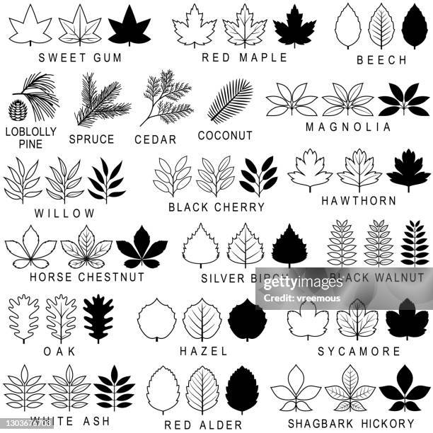 ilustrações de stock, clip art, desenhos animados e ícones de common tree leaf icons - magnolia