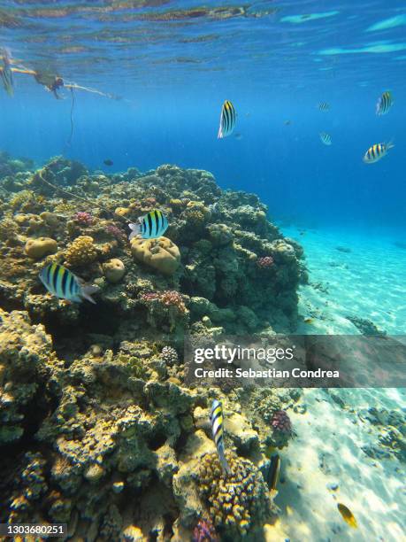 the red sea is a rich and diverse ecosystem. - hurghada stock pictures, royalty-free photos & images