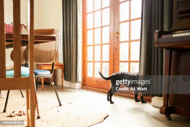 dog wants to go out - dog waiting stock pictures, royalty-free photos & images