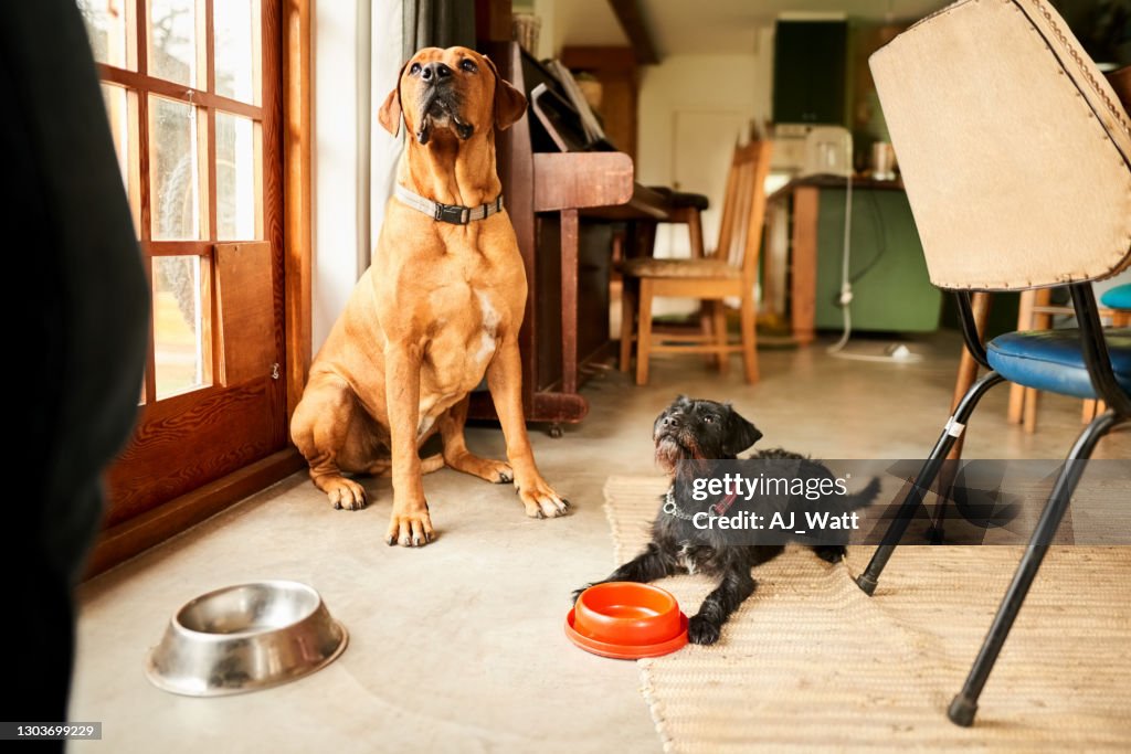 Cani in attesa di nutrirsi