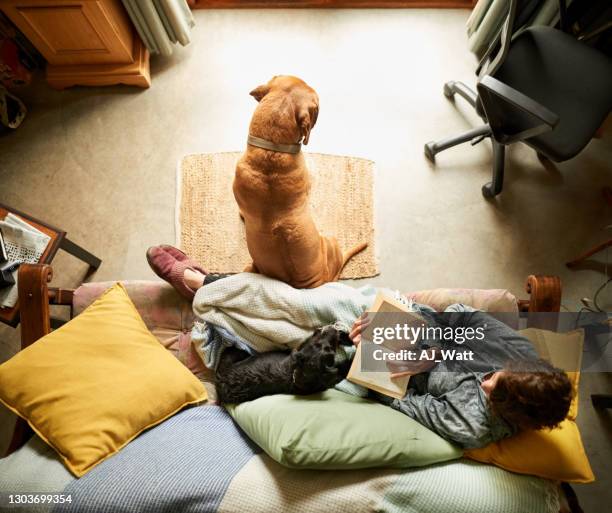 frau zu hause lesen ein buch mit ihren haustieren - rhodesian ridgeback stock-fotos und bilder