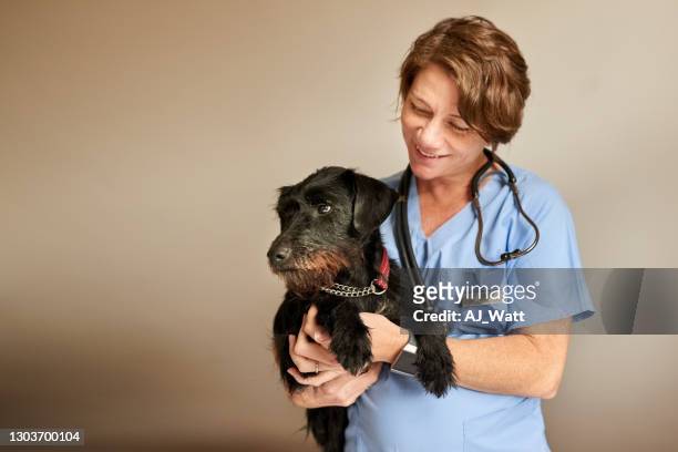 tierärztin mit kleinem hund - veterinary stock-fotos und bilder