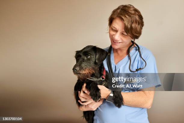 veterinaria hembra con perro pequeño - veterinary fotografías e imágenes de stock